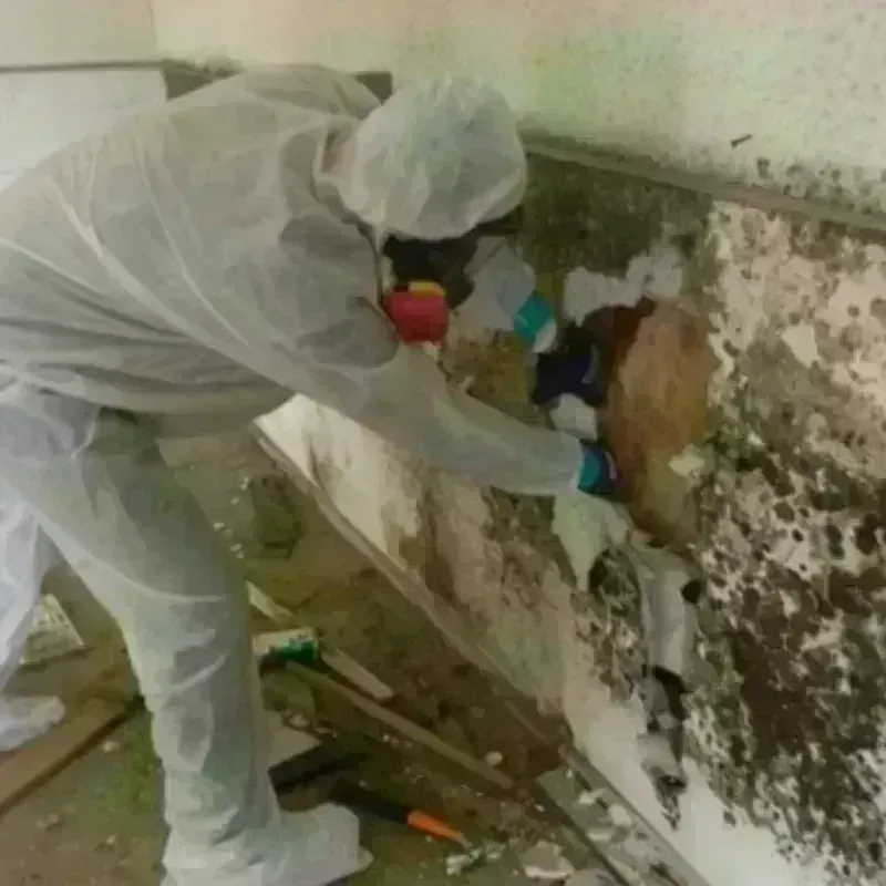 Mold Remediation and Removal in Gallatin, TN